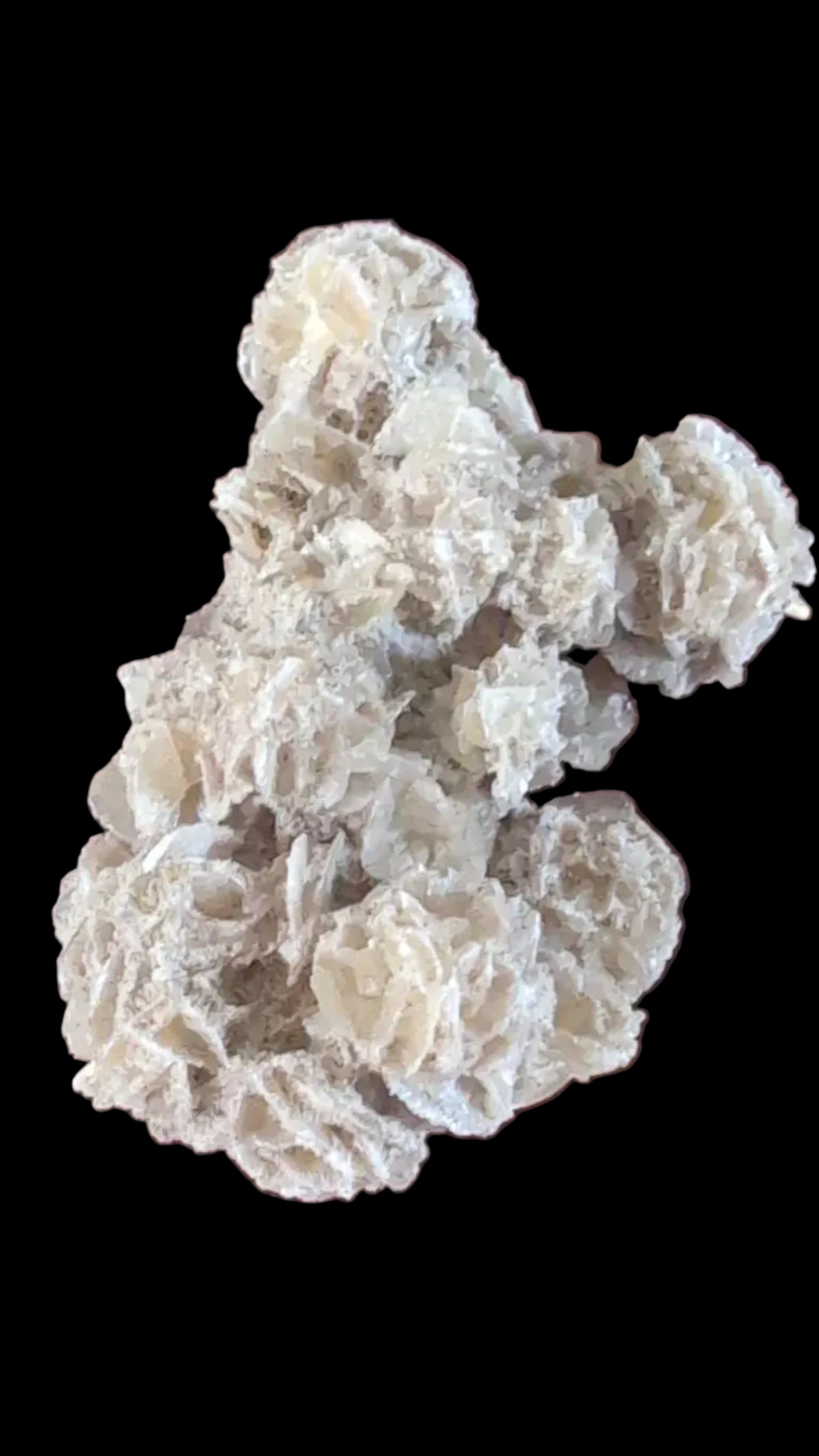 Desert Rose